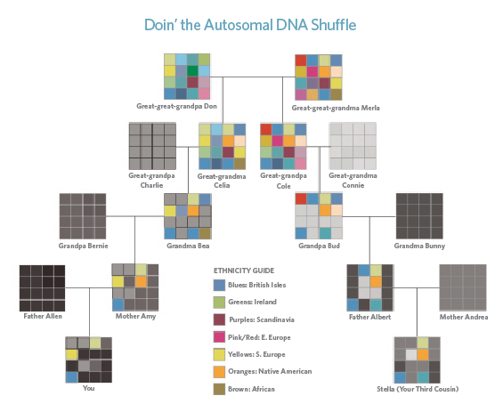 Autosomal DNA ethnicity chart.