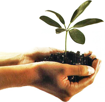 hands holding plant