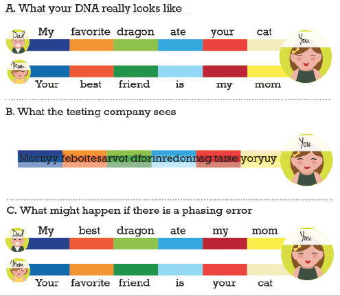 Illustration of DNA genealogy phasing: DNA companies can't clearly distinguish between the DNA you receive from your dad from the DNA you receive from your mom. Because of this, companies can commit "phasing errors" that lead to unexpected DNA results
