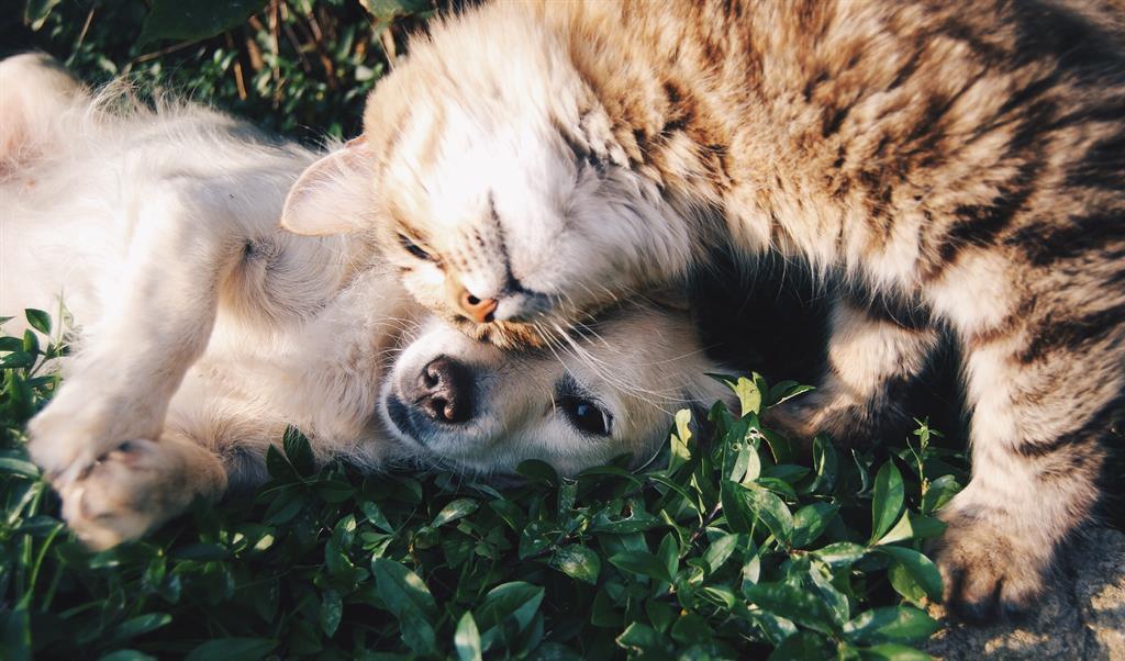 Why we keep cats and dogs as pets