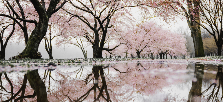 Learn about mirror trees and how to use them with your DNA results.